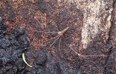 Smeringopus natalensis