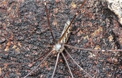 Smeringopus natalensis