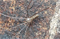 Smeringopus natalensis