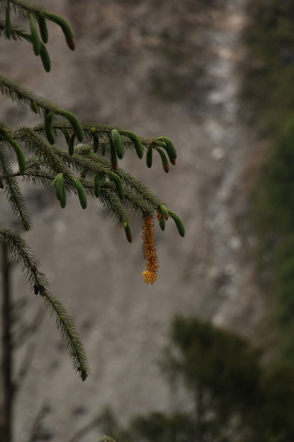 Picea spinulosa, photograph 3