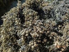 Helichrysum parvifolium