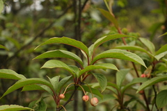 Schisandra grandiflora