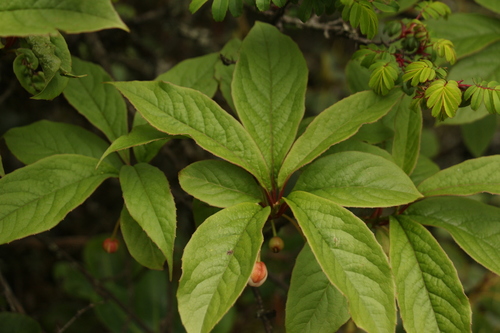 Schisandra grandiflora, photograph 2