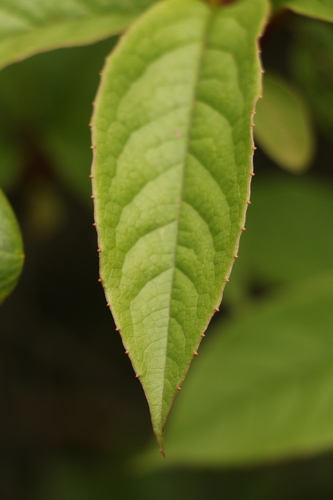 Schisandra grandiflora, photograph 3