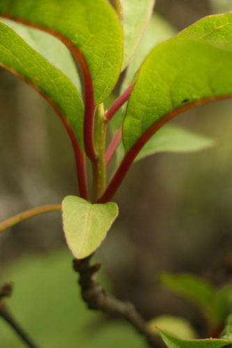 Image of Schisandra grandiflora by (c) Siddarth Machado, some rights reserved (CC BY)