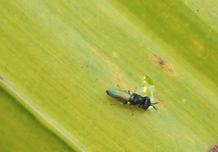 Neoloxotaenia gracilis