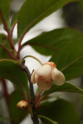 Image of Schisandra grandiflora by (c) Siddarth Machado, some rights reserved (CC BY)