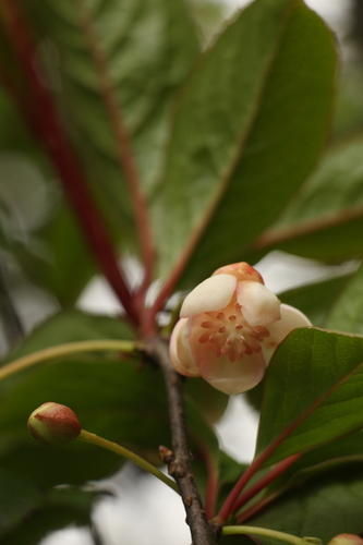 Image of Schisandra grandiflora by (c) Siddarth Machado, some rights reserved (CC BY)