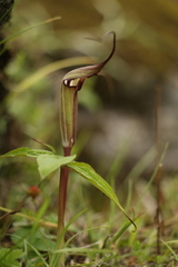Arisaema jacquemontii