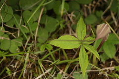 Arisaema jacquemontii