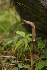 Arisaema jacquemontii