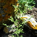 Hackelia thymifolia - Photo (c) Aleksandr Ebel,  זכויות יוצרים חלקיות (CC BY-NC), הועלה על ידי Aleksandr Ebel