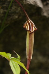 Arisaema jacquemontii