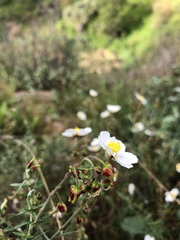 Cistus clusii