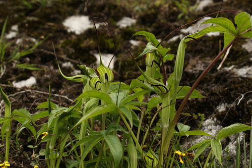 Image of Arisaema jacquemontii by (c) Siddarth Machado, some rights reserved (CC BY)