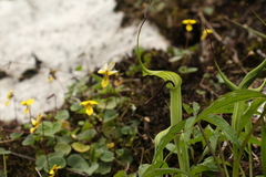 Arisaema jacquemontii