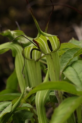 Arisaema jacquemontii