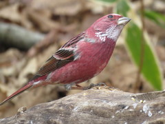 Carpodacus roseus