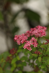 Spiraea arcuata