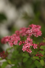 Spiraea arcuata