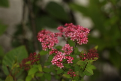 Spiraea arcuata