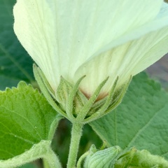 Pavonia senegalensis