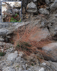 Limonium remotispiculum