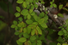 Spiraea arcuata
