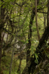 Polygonatum verticillatum