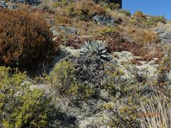 Helichrysum parvifolium