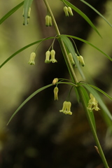 Polygonatum verticillatum