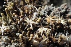 Helichrysum parvifolium