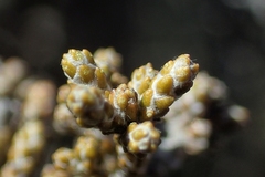 Helichrysum parvifolium