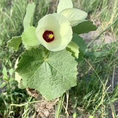 Pavonia senegalensis