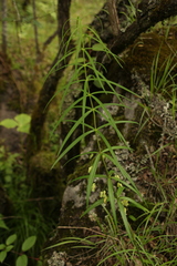 Polygonatum verticillatum