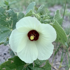 Pavonia senegalensis