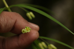 Polygonatum verticillatum