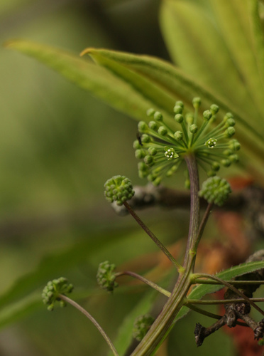 Pseudoginseng (Panax pseudoginseng)