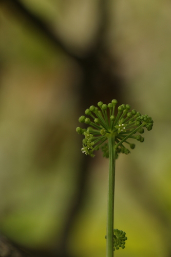 Panax pseudoginseng, photograph 2