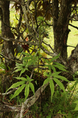 Panax pseudoginseng, photograph 1