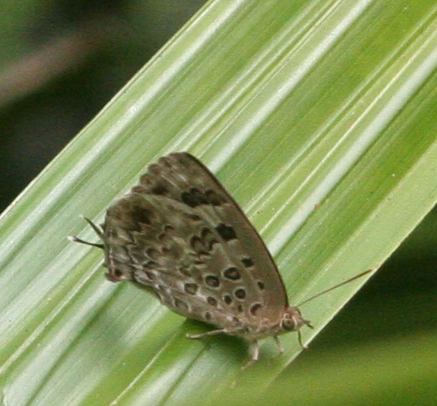 Arhopala alesia