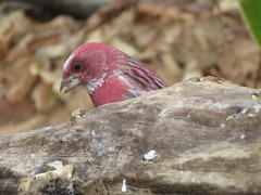 Carpodacus roseus