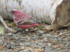 Carpodacus roseus
