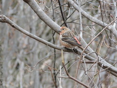 Carpodacus roseus