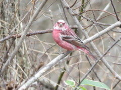 Carpodacus roseus