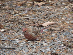 Carpodacus roseus