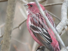 Carpodacus roseus