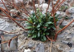 Limonium remotispiculum