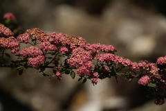 Spiraea arcuata