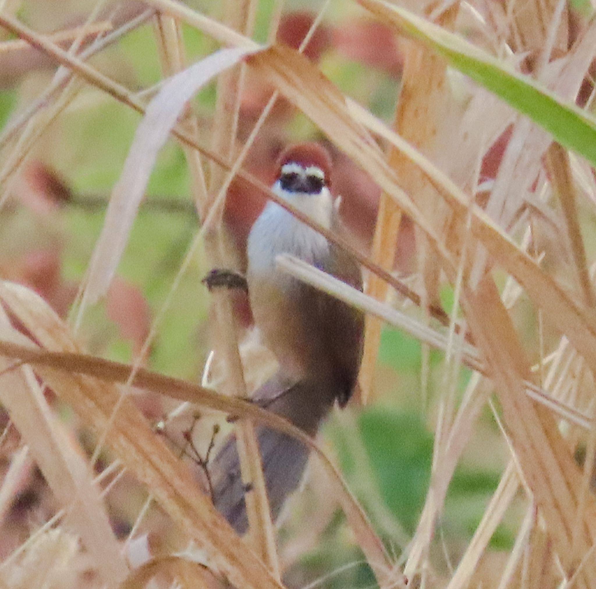 Chestnut-capped Babbler